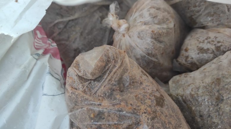  أسماك فاسدة 