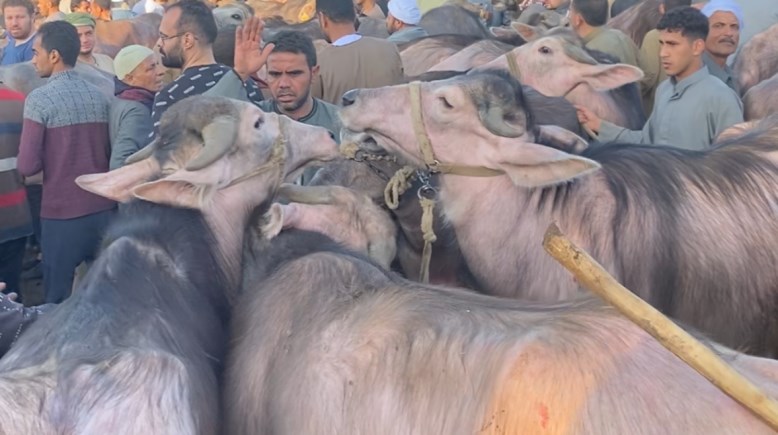 سوق شبرا باص للمواشي  بالمنوفية 