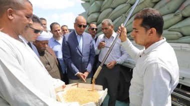 توريد محصول القمح بالمنيا 