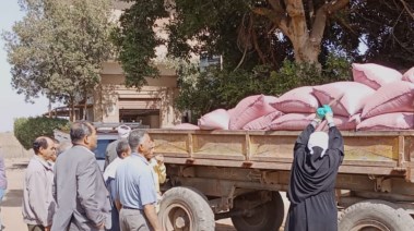 توريد القمح في المنيا