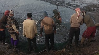 أثناء صيد السمك من أحد المزارع السمكية بكفرالشيخ 
