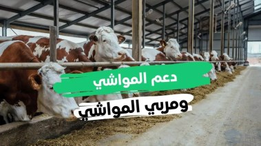 متى ينزل دعم المواشي هذا الشهر مايو 2025 بالسعودية؟