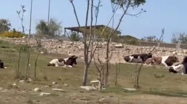 حملة موسعة ببورسعيد لمصادرة المواشي المنتشرة في الشوارع وفرض غرامات على المخالفين