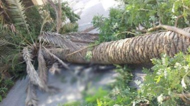 سقوط نخلة - أرشيفية 