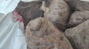  أسماك فاسدة 