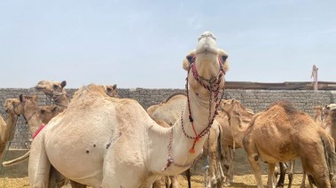 الإبل في حلايب وشلاتين 