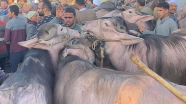 سوق شبرا باص للمواشي  بالمنوفية 