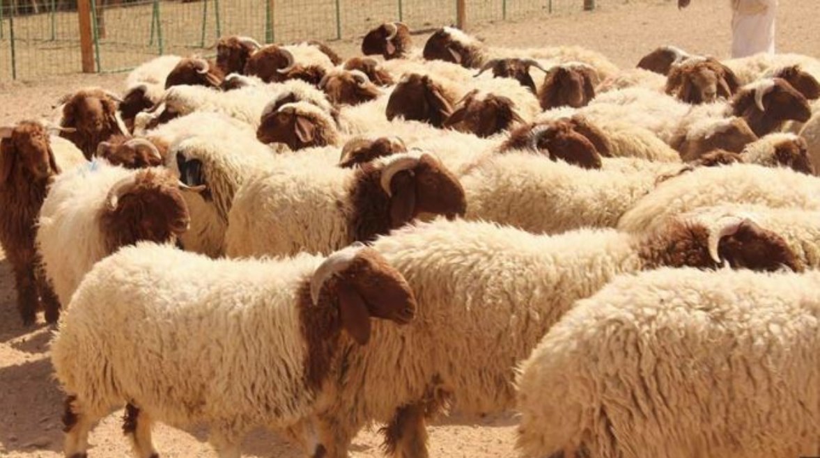 حجز موعد إلكتروني للذبح في عيد الأضحى 2025 حجز موعد إلكتروني للذبح في عيد الأضحى 2025