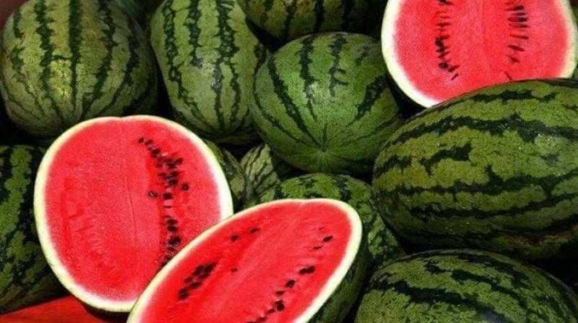 بطيخ بطيخ