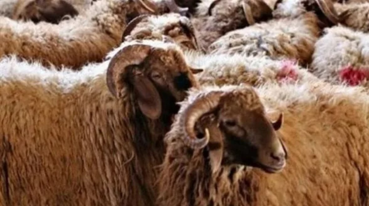 بدء إجازة عيد الأضحى في السعودية 2025 بدء إجازة عيد الأضحى في السعودية 2025