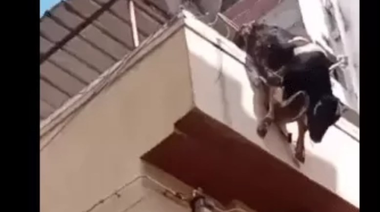 سقوط عجل من أعلى عقار