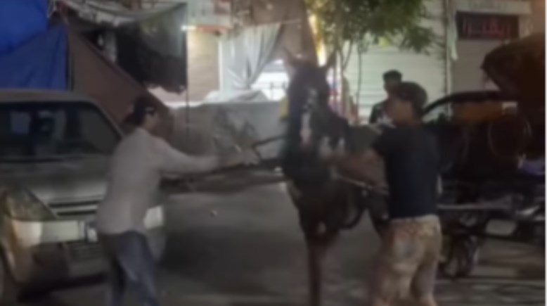 التعدي على حصان