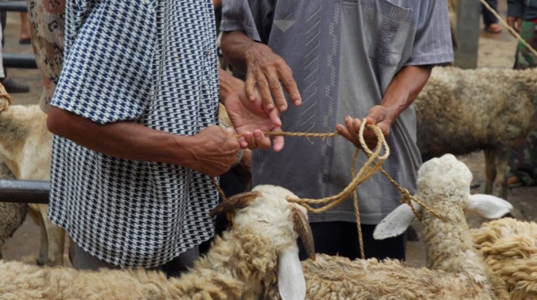تربية الأغنام استعدادا لعيد الأضحى