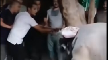 هياج عجل بعد الاعتداء عليه في الدقهلية