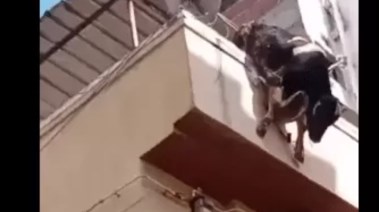 سقوط عجل من أعلى عقار