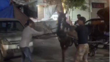 التعدي على حصان