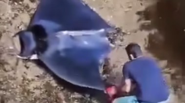 سمكة الشيطان تظهر في الجزائر