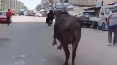 هروب عجل في الشارع - أرشيفية