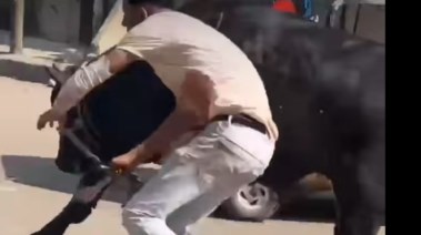 هروب عجل بشوارع شبرا