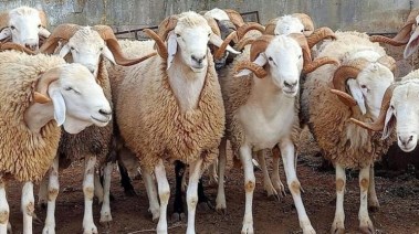  هل يجوز عدم توزيع الأضحية
