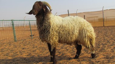 الأضحية