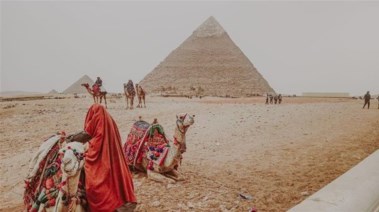 جمال في منطقة أهرامات الجيزة - أرشيفية 