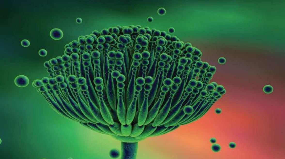 فطر Aspergillus flavus فطر Aspergillus flavus