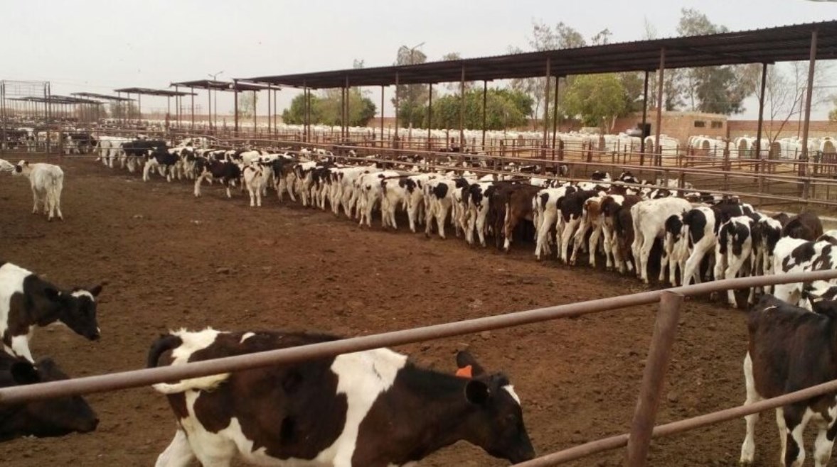 المشروع القومي لإحياء البتلو المشروع القومي لإحياء البتلو