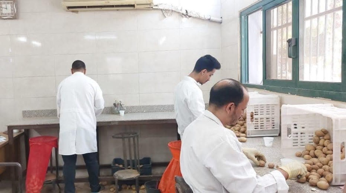 فحص بطاطس المائدة للتصدير فحص بطاطس المائدة للتصدير