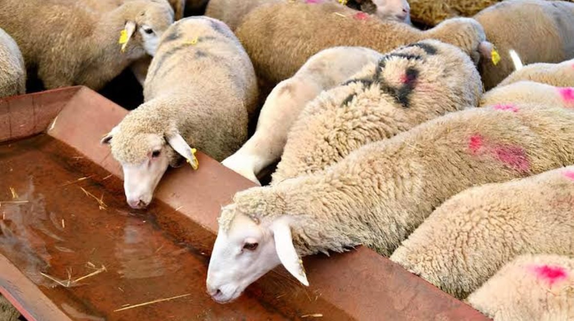 الأضحية-تعبيرية الأضحية-تعبيرية