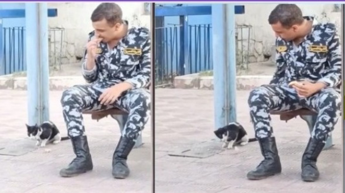 مجند يطعم قطة مجند يطعم قطة