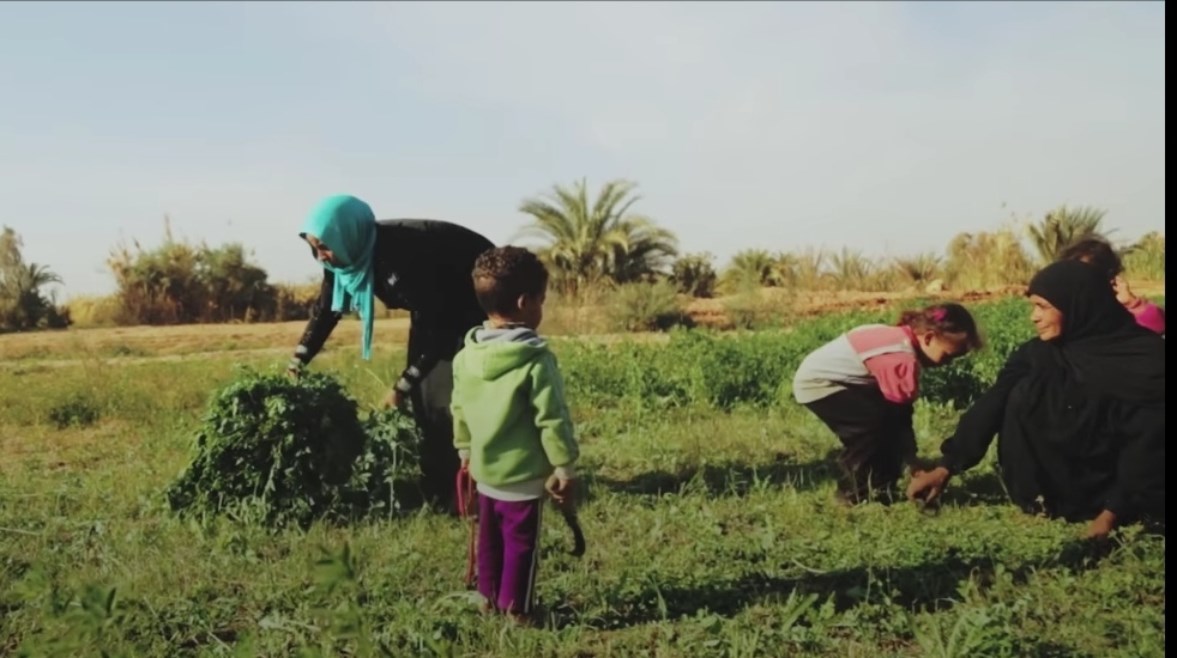 قرية السماحة بمحافظة أسوان قرية السماحة بمحافظة أسوان