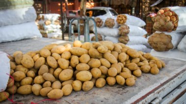 تصدير البطاطس المصرية