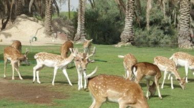 حديقة حيوان الجيزة _ صورة تعبيرية