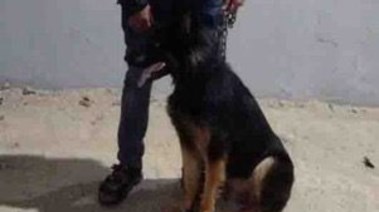 المتهم بممارسة البلطجة والكلب الخاص به