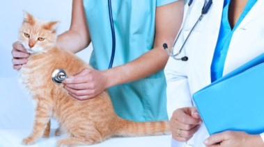 تنسيق طب بيطري 