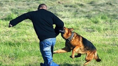 هجوم كلب - صورة تعبيرية 