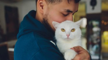 خدش القطة- أرشيفية