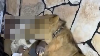 إطلاق أسد على عمال في ليبيا