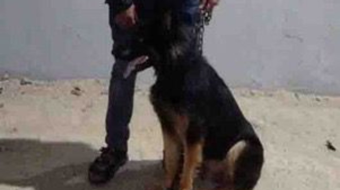 المتهم بممارسة البلطجة والكلب الخاص به المتهم بممارسة البلطجة والكلب الخاص به