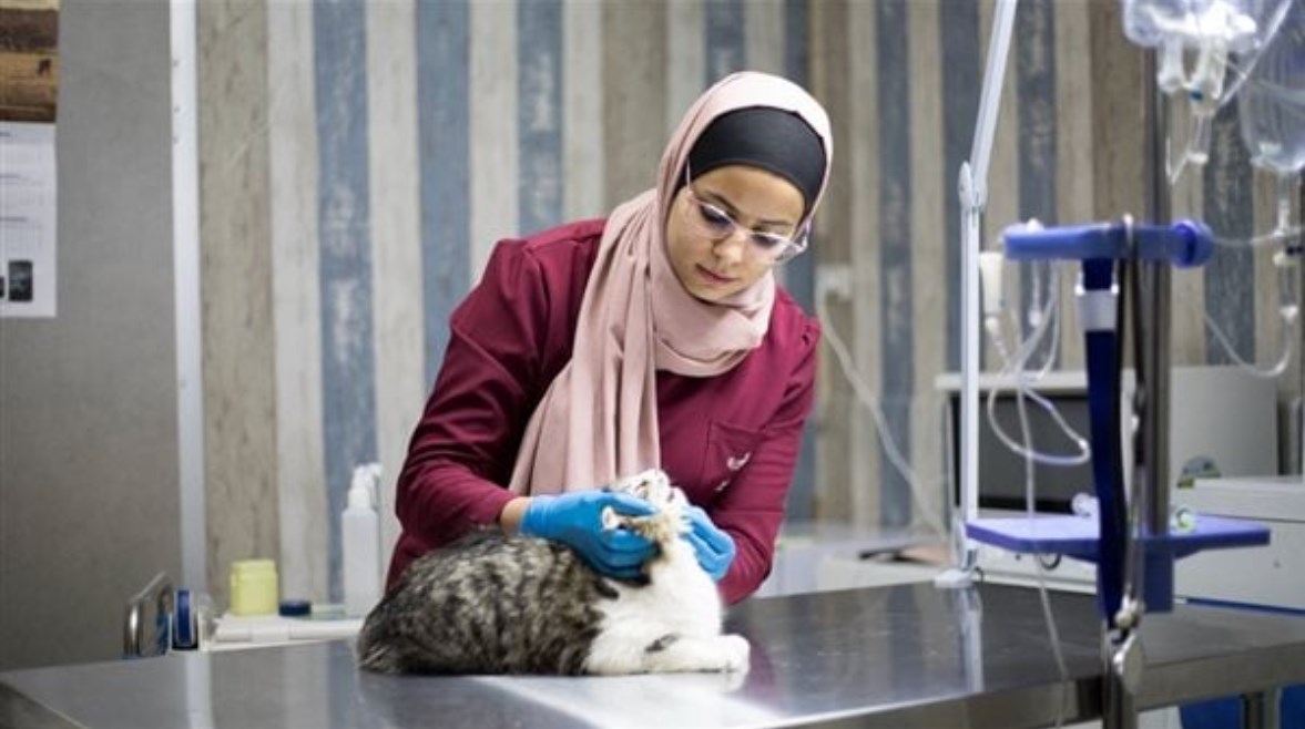 كليات الطب البيطري الخاصة في مصر كليات الطب البيطري الخاصة في مصر