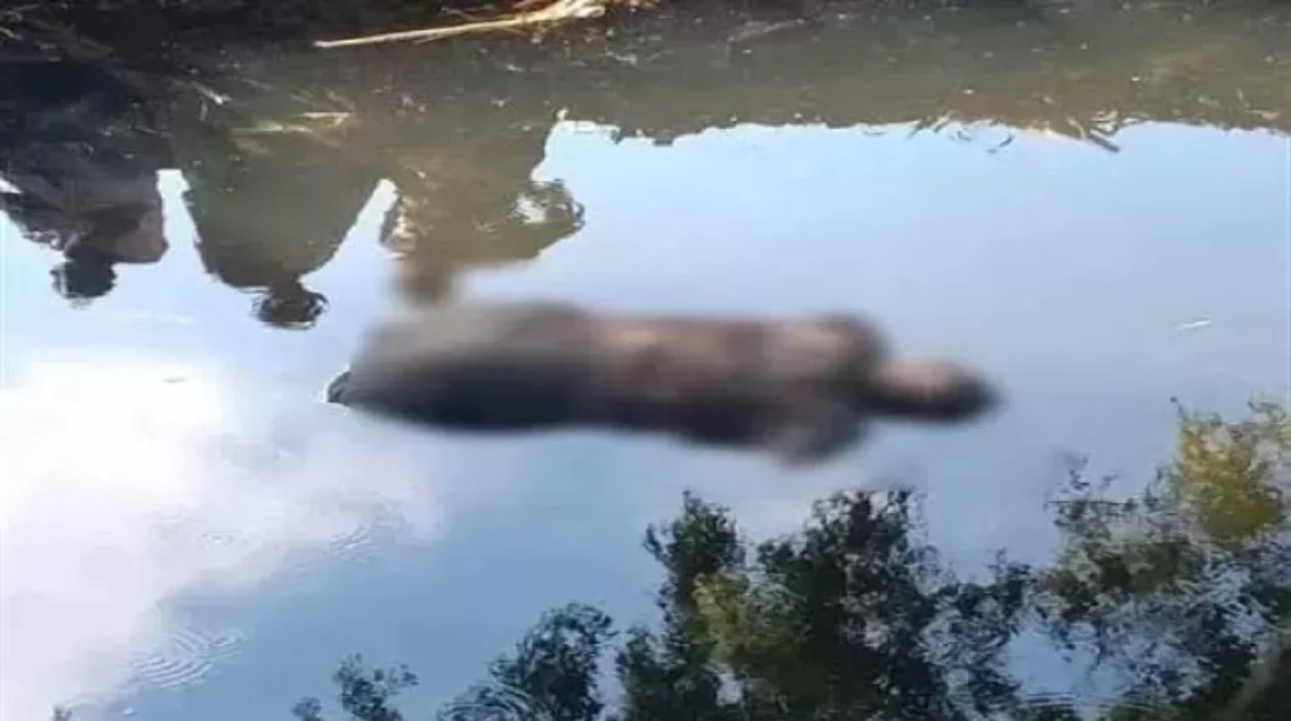 أرشيفية أرشيفية