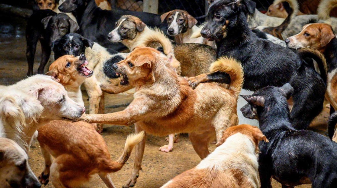 حرب الكلاب..تعبيرية حرب الكلاب..تعبيرية