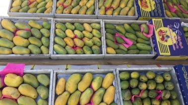 أسعار المانجو اليوم