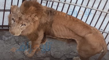أحد الأسود في حديقة حيوان الجيزة