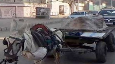 عربات الكارو