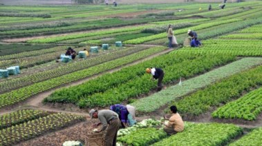 مبادرة مزرعتك في مصر