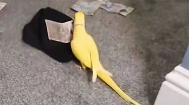 الببغاء الذي قبض على العصابة