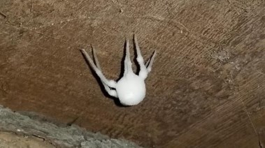 عنكبوت عملاق