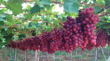إحدى مزارع الفاكهة